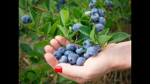 👁️ Blueberry Benefits for Eye health. #Foodoverdrugs #eyehelth #Night blind