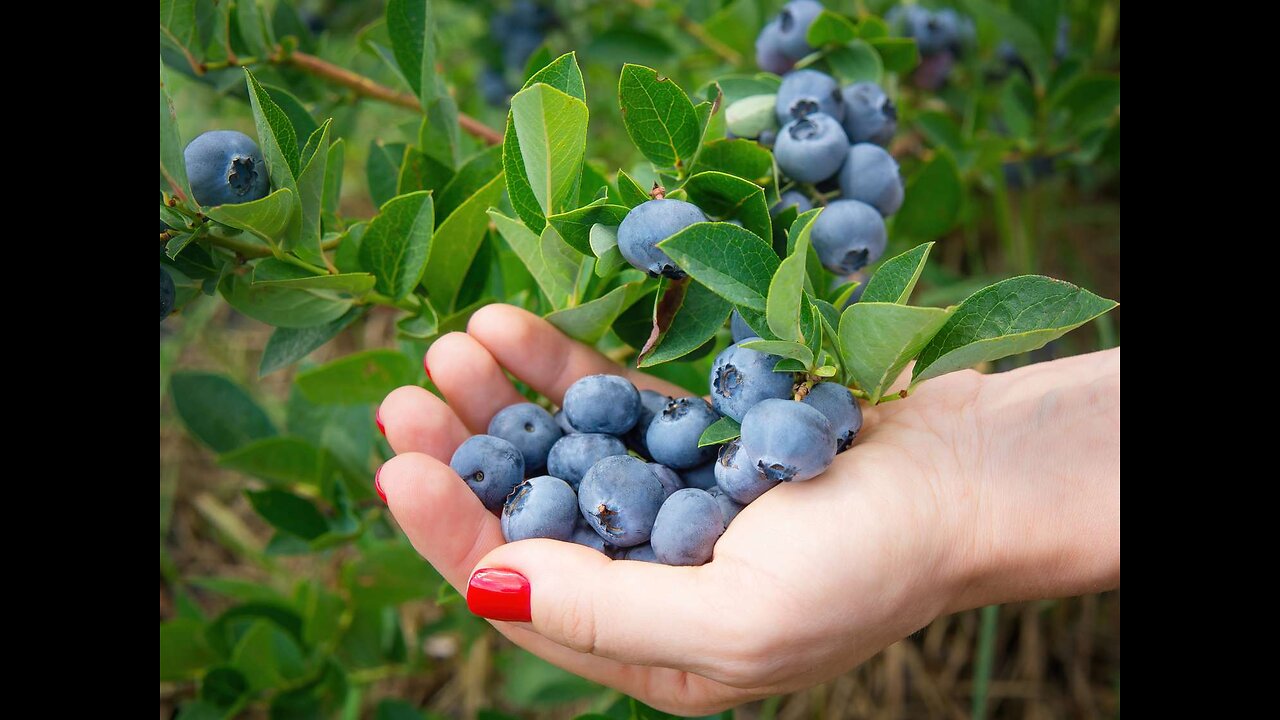 👁️ Blueberry Benefits for Eye health. #Foodoverdrugs #eyehelth #Night blind