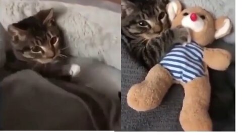 Adorable cat wants to sleep with her fav toy