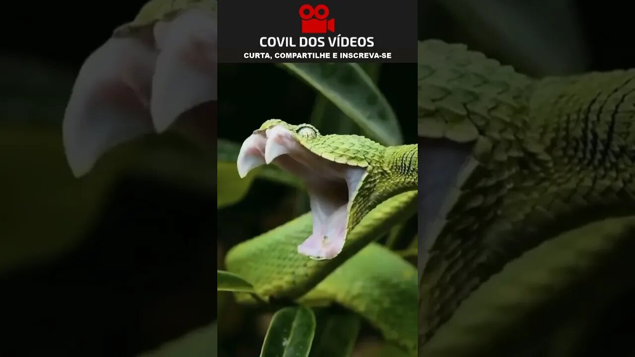 cobra bocejando