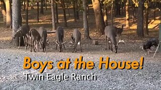 Watching Giant Deer Antlers Grow! October 1st