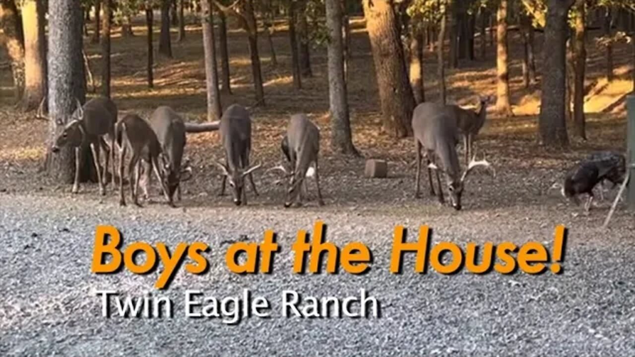Watching Giant Deer Antlers Grow! October 1st