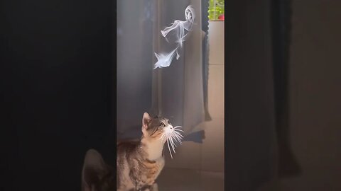 Cat following smoke #petvideos #videos