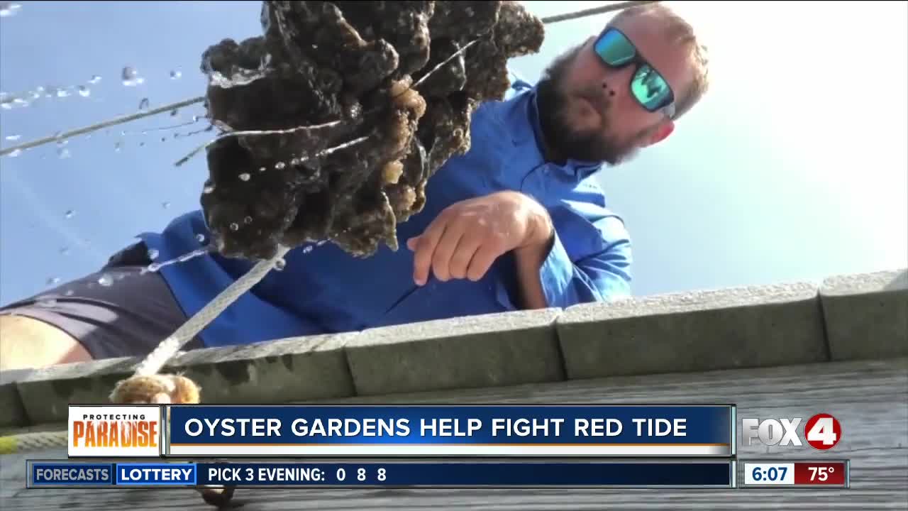 Vertical oyster gardens could help fight red tide and filter polluted waters