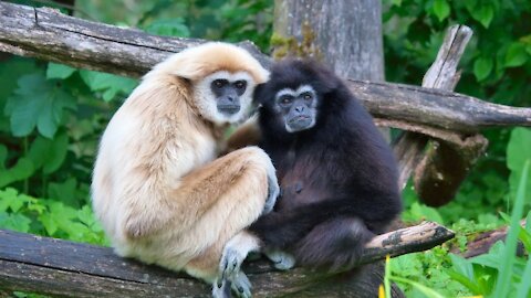 Cute Gibbons Playing & Climbing