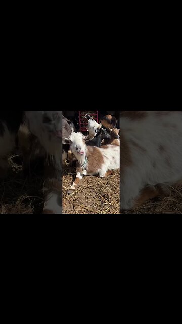 Goat Babies About To Arrive! #farmlife #nigeriandwarf #babygoats #homestead