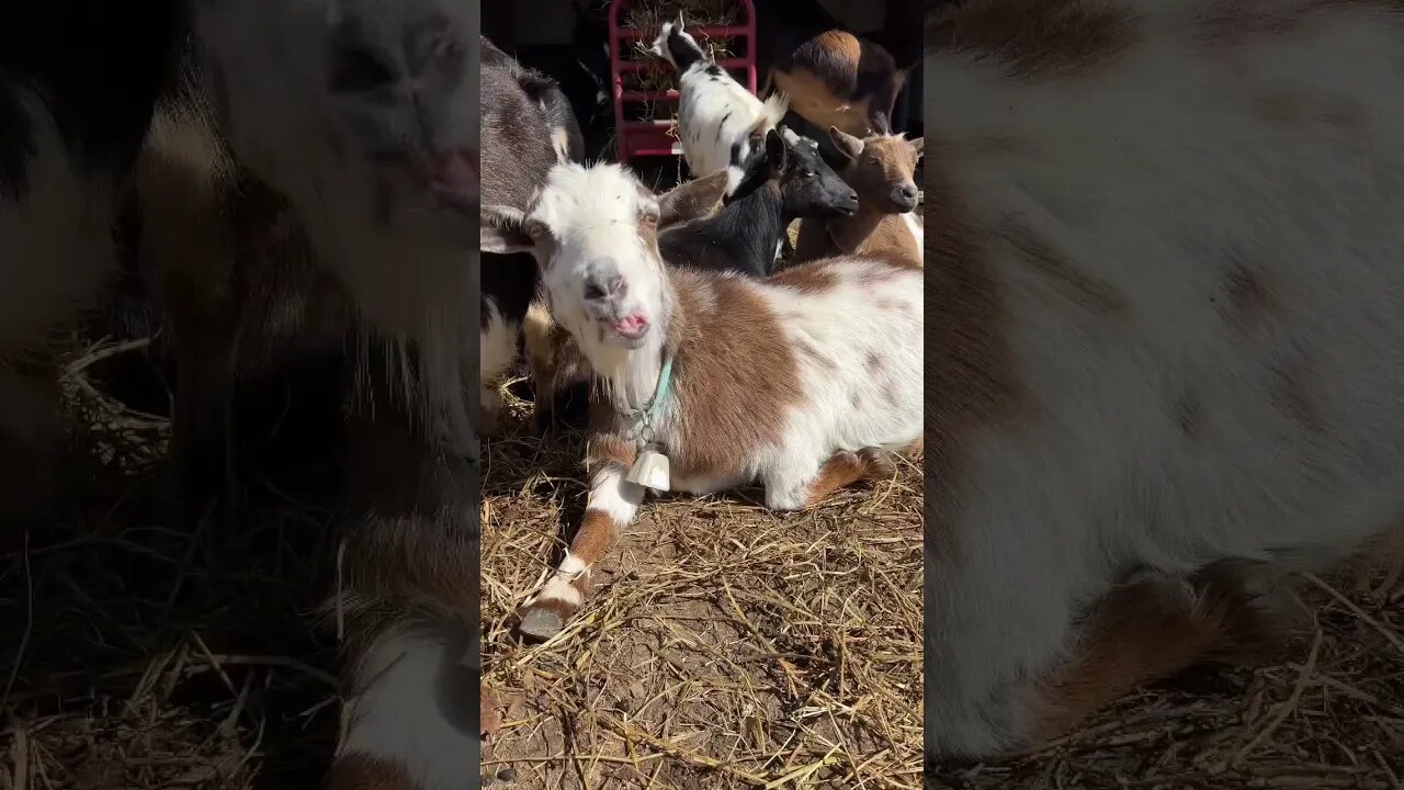 Goat Babies About To Arrive! #farmlife #nigeriandwarf #babygoats #homestead