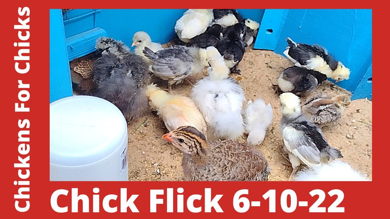 Chick Flick - Silkie, Cochin, & Polish Chicks Growing 06-10-2022