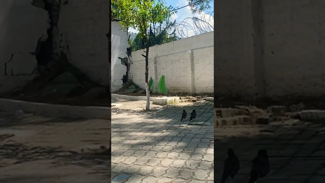 #nature #travel #trending #viral #ytshorts #subscribe #support #birds #birdlovers #amazing #shorts