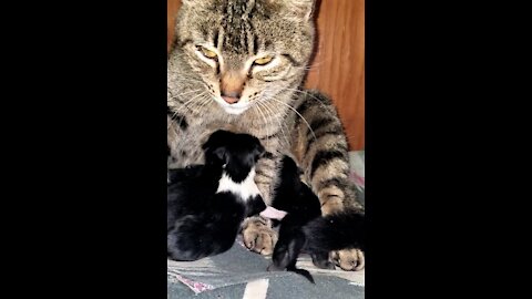 Hissy had 5 or 6 baby's this morning.😻🐾😸Hissyは今朝、5〜6人の赤ちゃんを産みました。😻🐾😸