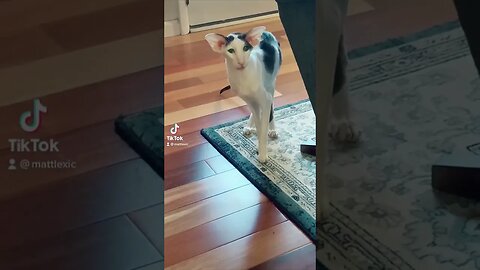 Cat named finger.