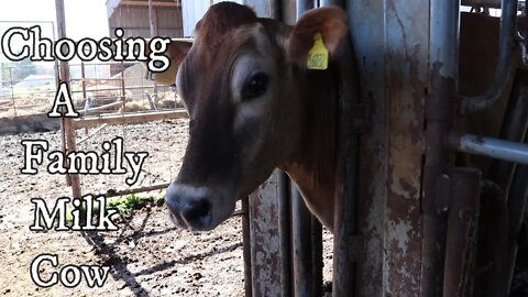 Choosing a Family Milk Cow!!!/Jersey Cows/ Dairy Farm/ Homeschool Trip/ Day in The Life