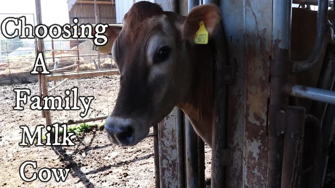 Choosing a Family Milk Cow!!!/Jersey Cows/ Dairy Farm/ Homeschool Trip/ Day in The Life