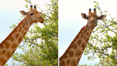 Cute giraffe smiles hilariously at the camera