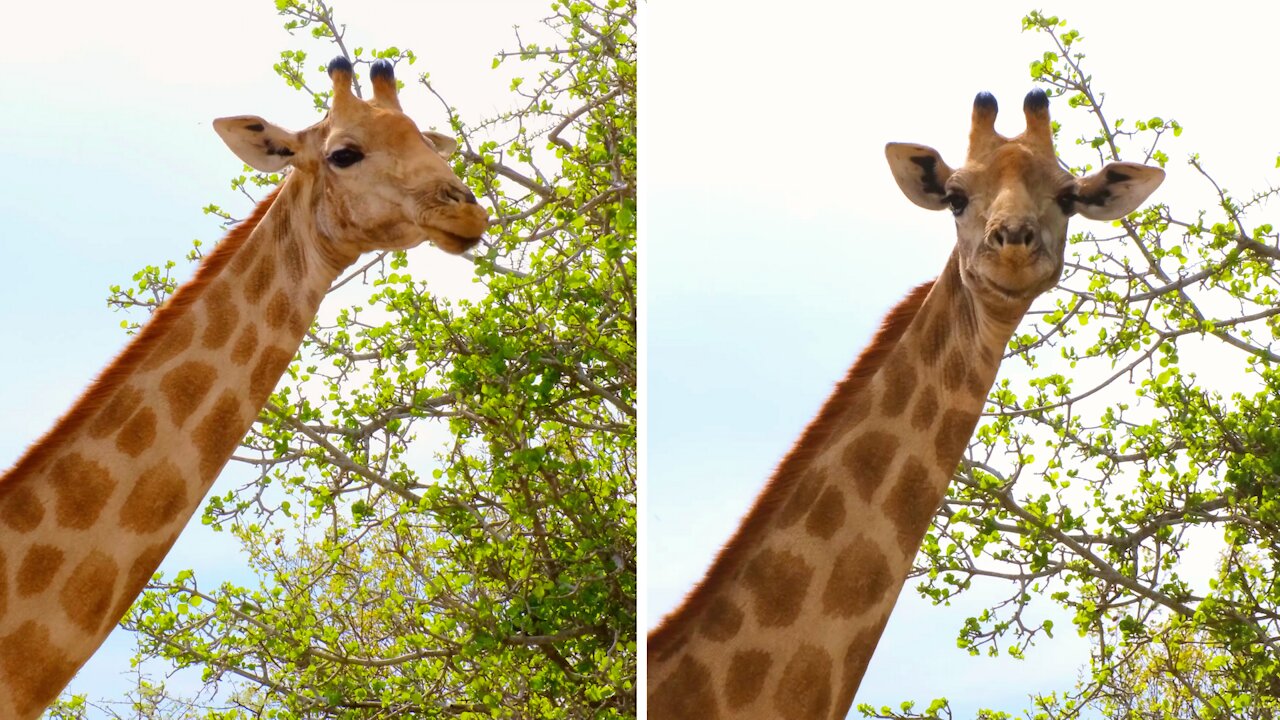 Cute giraffe smiles hilariously at the camera