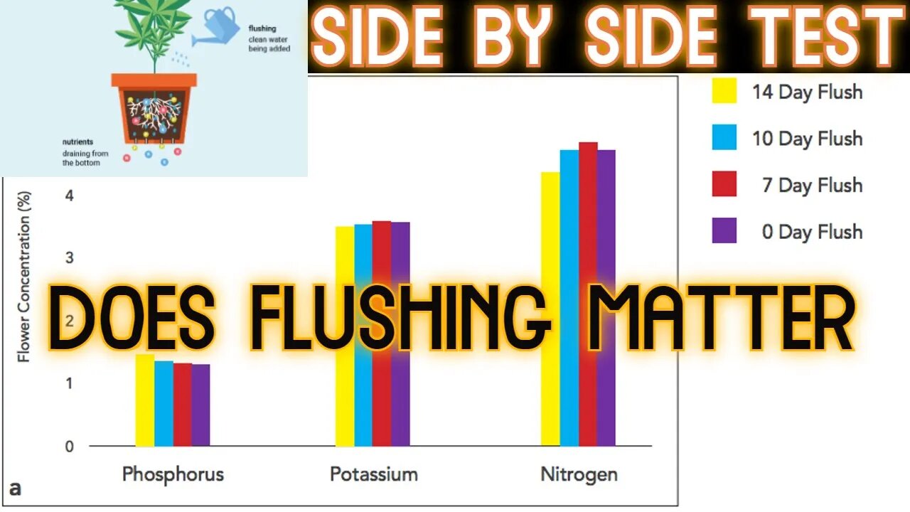 Should You Flush Before Harvest? Lab testing my Side by Side! Athena vs Mills Nutrient- Day 58 Bloom