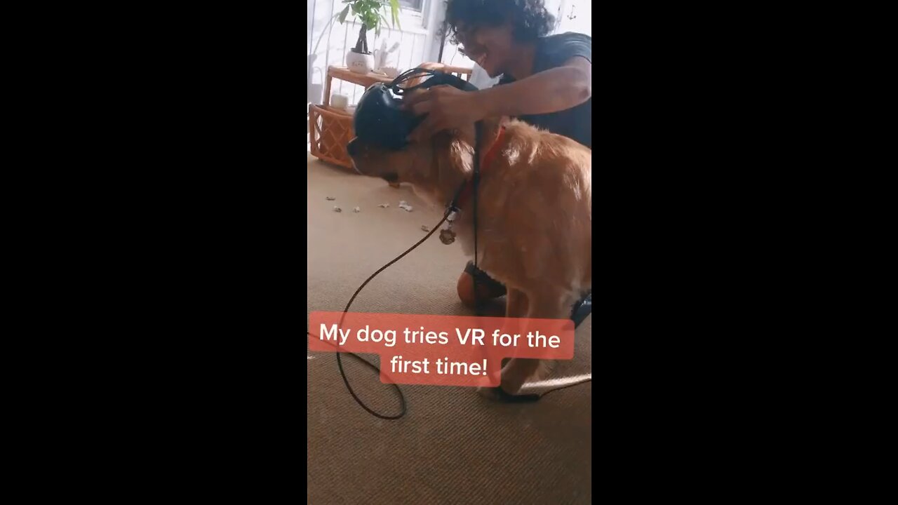 My dog tries VR for the first time!