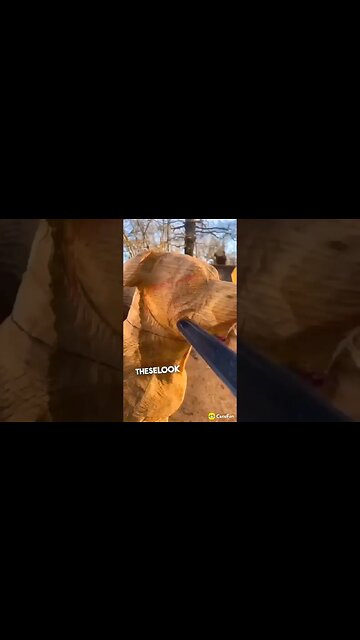 Hero Tribute, 💯🔥🔥🔥, #shorts #tribute #they2kshow