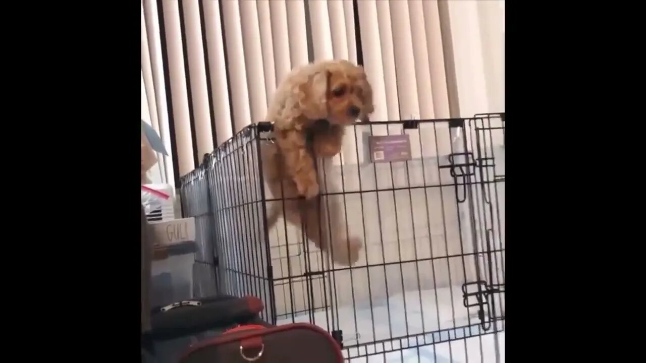 Cute Puppies Doing Funny Things, Cutest Puppies in the Worlds