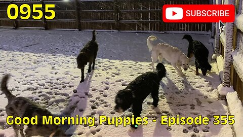 [0955] GOOD MORNING PUPPIES - EPISODE 355 [#dogs #doggos #doggos #puppies #dogdaycare]