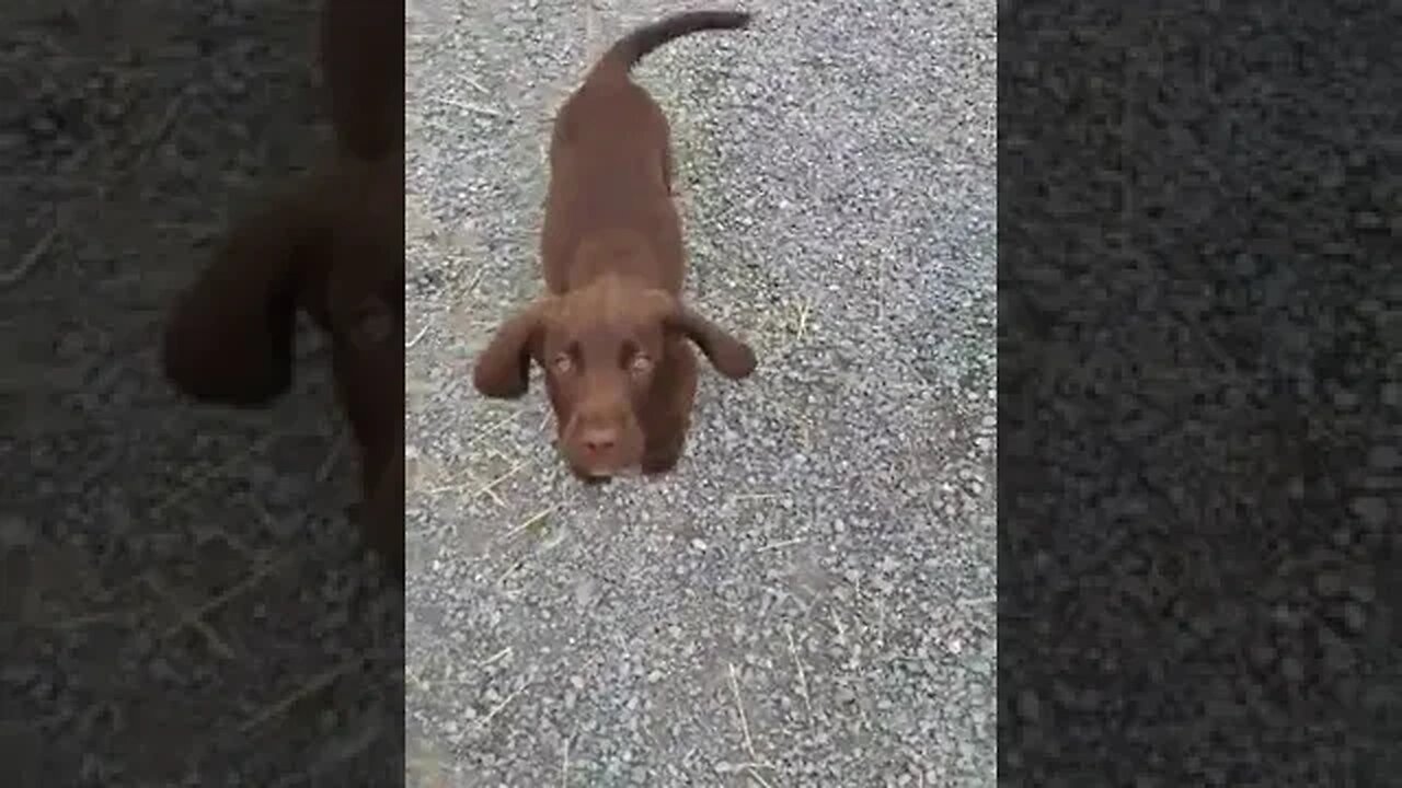 Brin's 1st Walk With His New Family