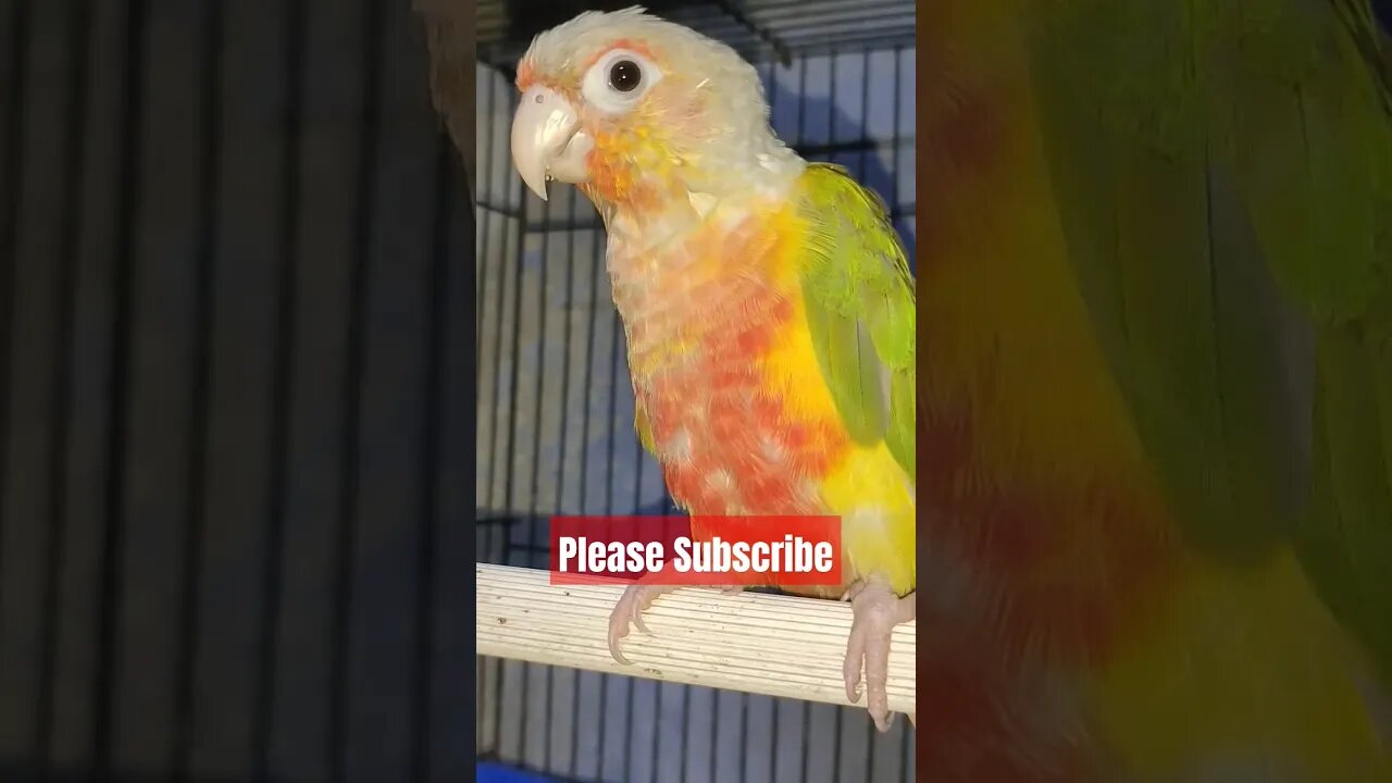 Puku's First Molting Experience: A Feather Makeover | #shorts | @BikisAviary