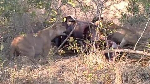 Lion Pride Eating Breakfast - A Buffalo!