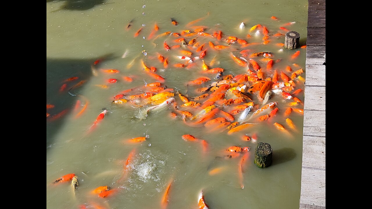 Feeding Colorful Indonesian Carps At Park