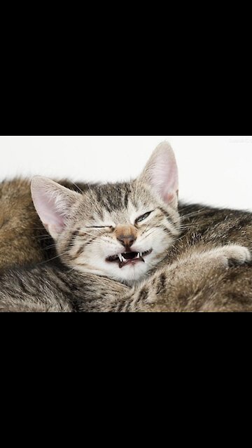 FUNNY DOGS AND CATS AND Cute / FUNNY Funniest Animals