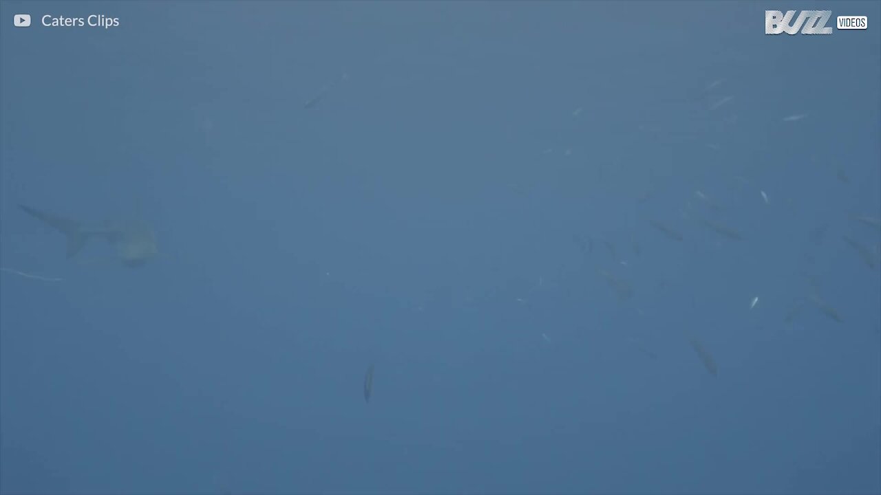 Des requins bleus torturés dans les Açores