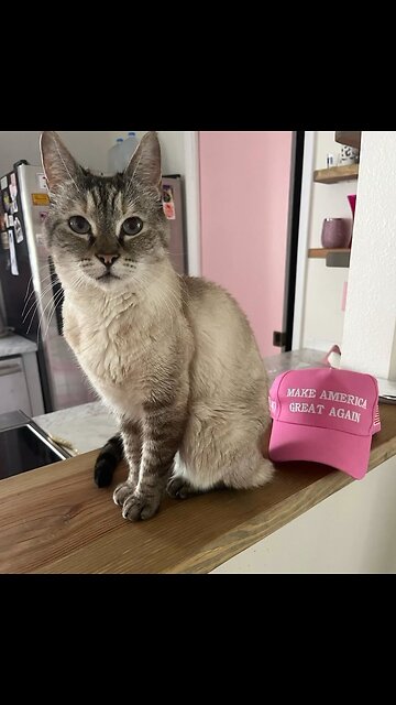 they’re eating the pets