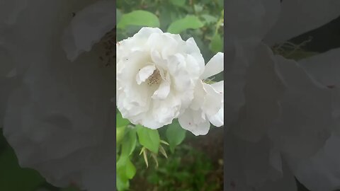 White roses means purity-London fliowers