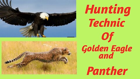 The hunting technic of golden eagle and panther