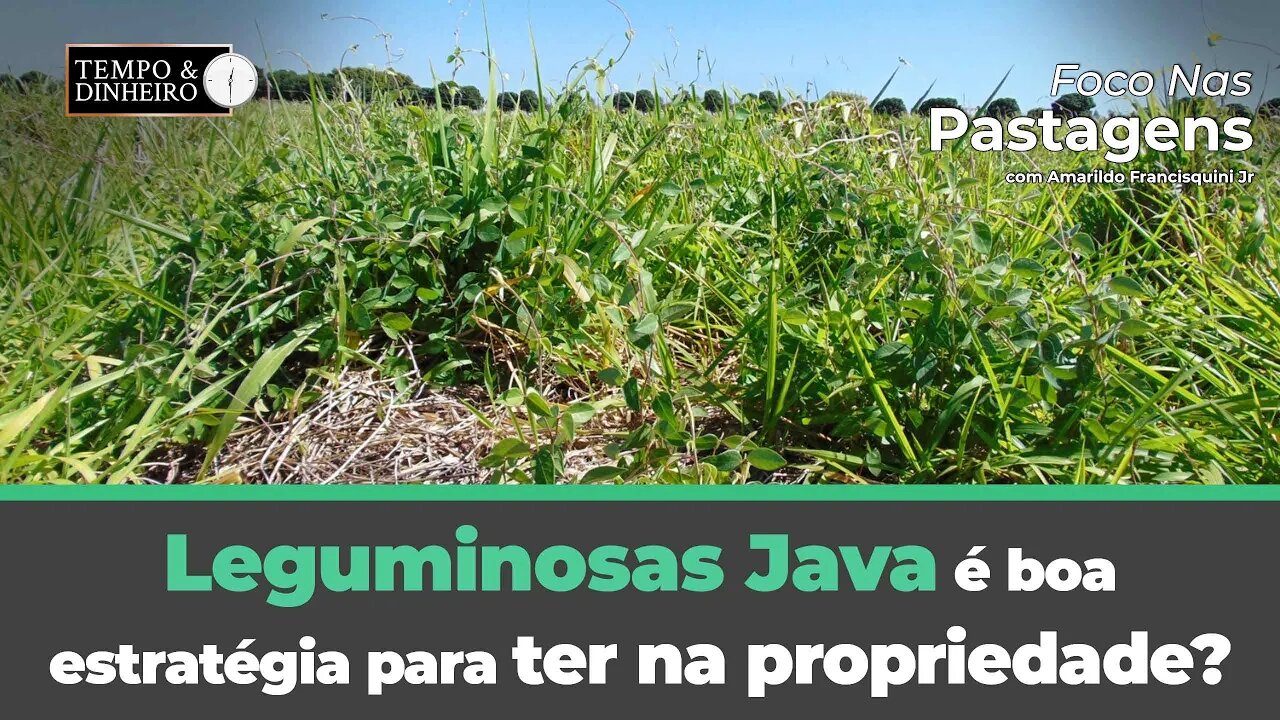 Leguminosas Java, é boa estratégia para ter na propriedade? Foco nas Pastagens responde!