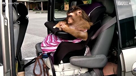 Ape og kattunge har et vakkert vennskap