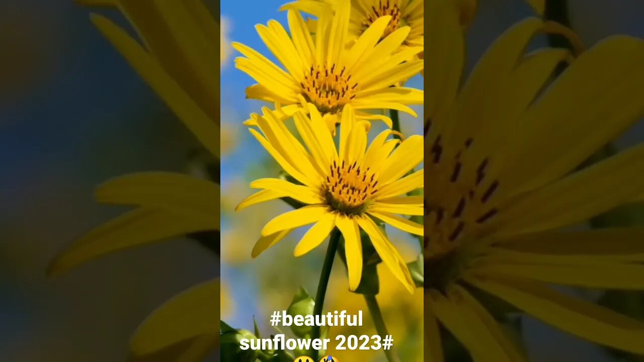 #beautiful sunflower 2023#😃🤣