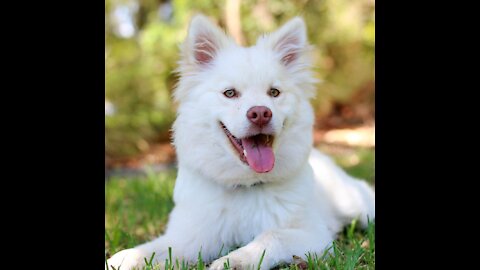 The dog washes his teeth with the brush
