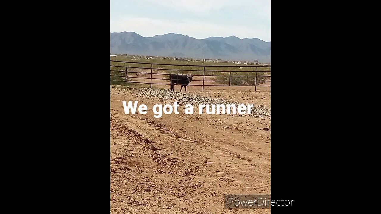 damn cow #sub
