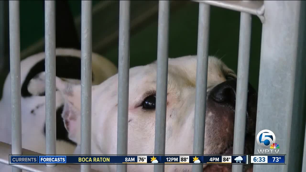 Palm Beach County Animal Care and Control shelter is at critical capacity