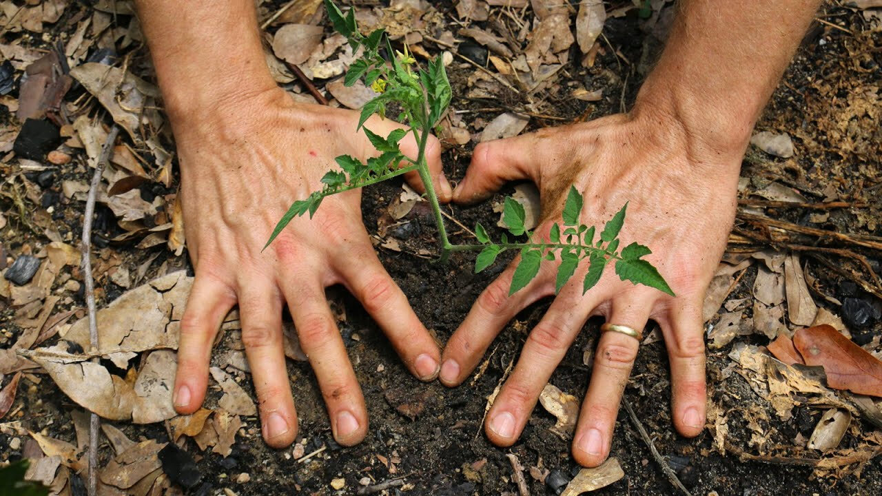 3 Easy Ways to Grow Tomatoes from Cuttings and How to Layer Plants to Multiply 1 Plant Into 1000