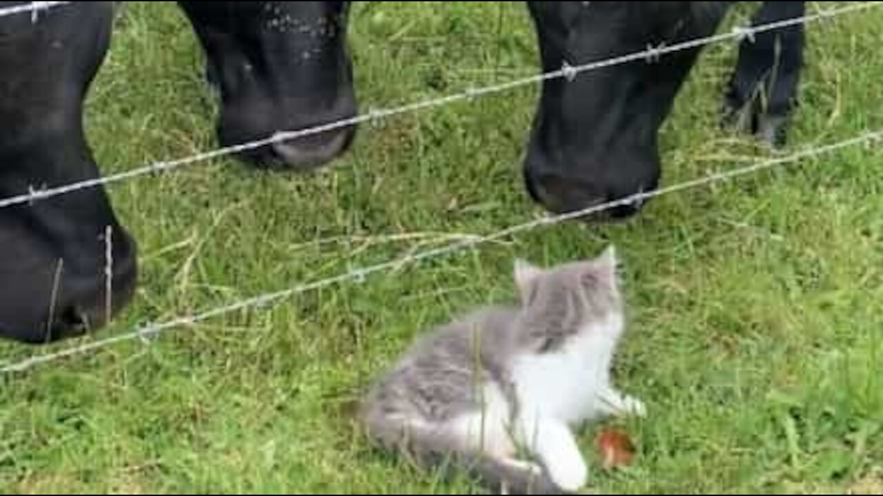 Austrália: Gatinho sem medo assusta vacas!