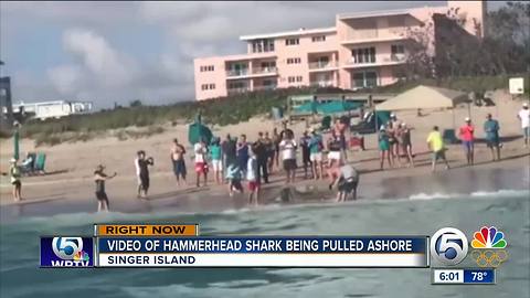 Video of hammerhead shark pulled ashore on Singer Island