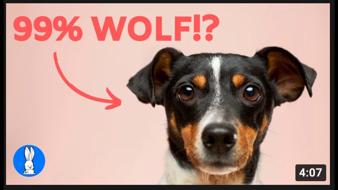 10 MOST Interesting DOG FACTS You Didn't Know