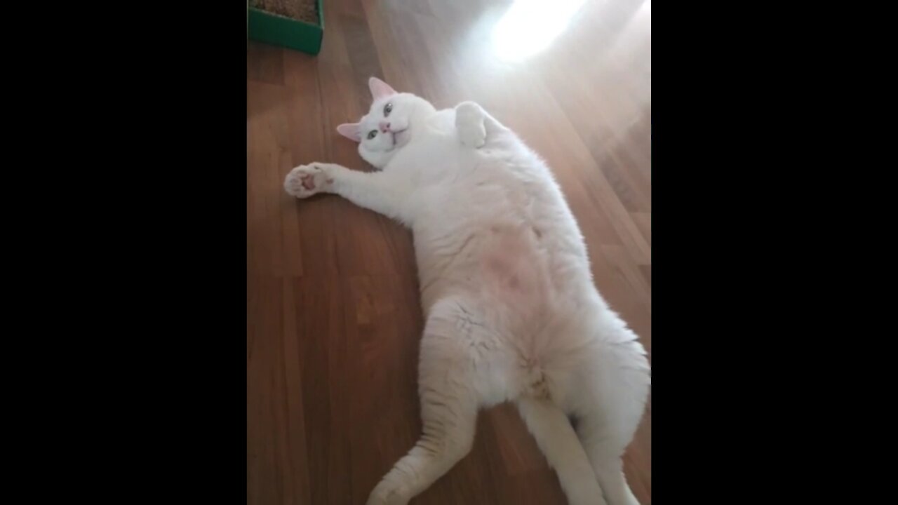 A cat with a visible to the belly.