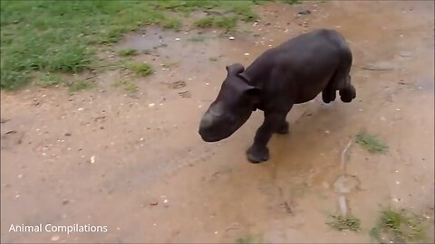 Funny baby rhino