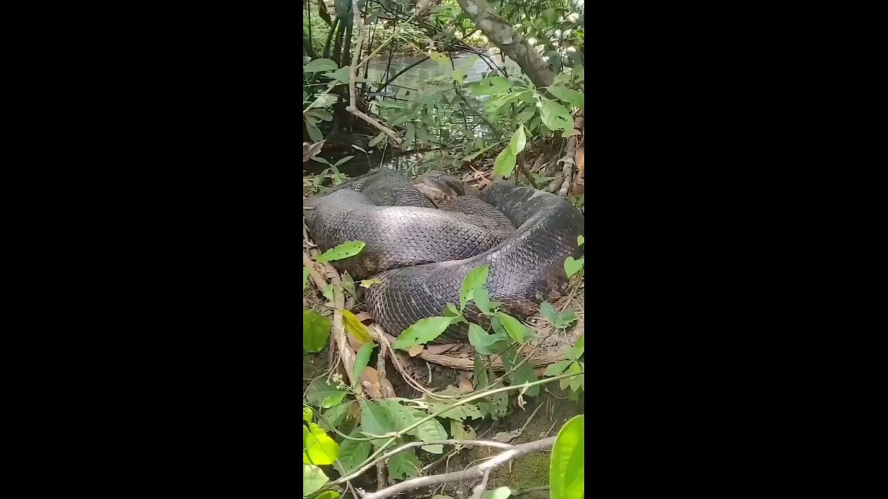 Big Anaconda resting