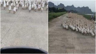 Strada bloccata per traffico di oche!