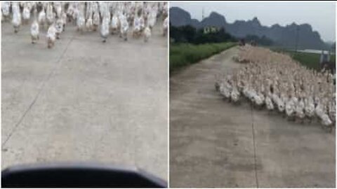 Strada bloccata per traffico di oche!