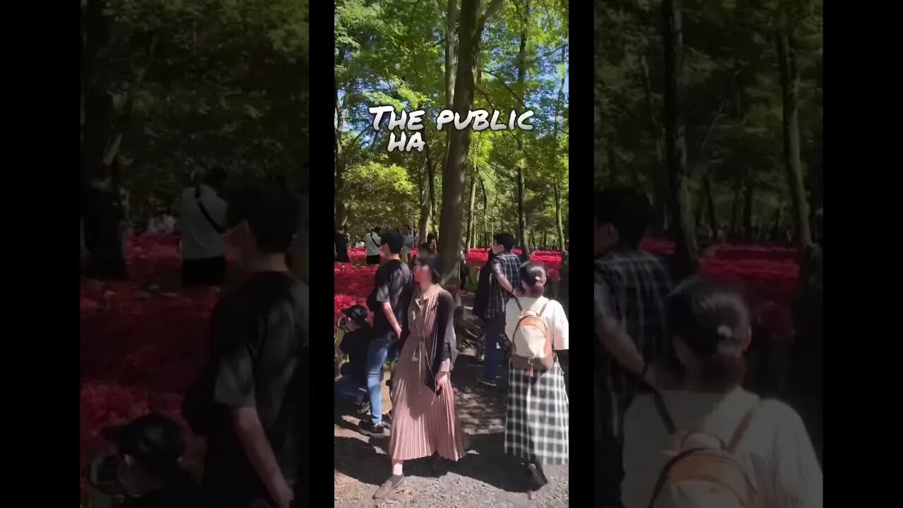 It felt like all of Japan was at Kinchakuda Manjushage Park for the (higanbana) red spider lilies.