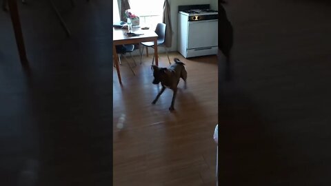 My Doggie Plays With Bottle And His Brother Takes It away